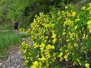 96 Bei fiori gialli di ginestra